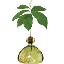 Load image into Gallery viewer, Avocado vases - various colours available