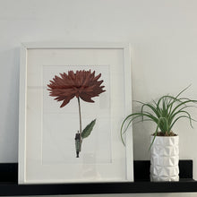 Load image into Gallery viewer, Dahlia red 'In Bloom' mounted print
