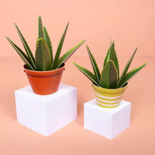 Load image into Gallery viewer, Make your own mindful aloe vera
