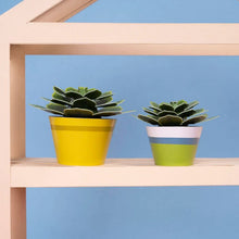 Load image into Gallery viewer, Make your own mindful succulent
