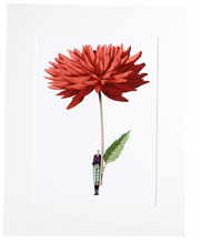 Load image into Gallery viewer, Dahlia red 'In Bloom' mounted print
