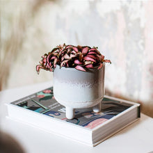 Load image into Gallery viewer, Mojave glaze planters - small
