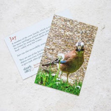 Load image into Gallery viewer, Jay brooch

